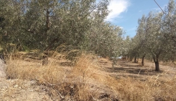 forsale-plot-mporsa-argolida8.jpg