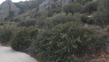 forsaleplot-toloargolida51.jpg