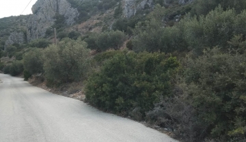 forsaleplot-toloargolida55.jpg