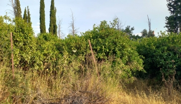 nneoroeinoargolidaplotforsale.jpg