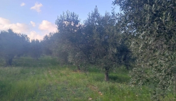 plot-for-sale-dervenakia-argolida2.jpg