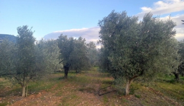 plot-for-sale-dervenakia-argolida3.jpg