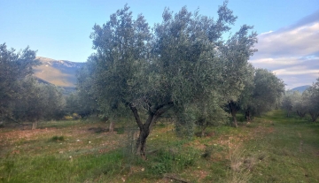 plot-for-sale-dervenakia-argolida4.jpg