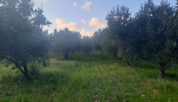 plot-for-sale-dervenakia-argolida5.jpg