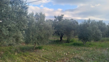 plot-for-sale-dervenakia-argolida.jpg