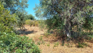 plotforsalekiveriargolidas.jpg