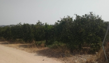 sale-plot-agia-triada-argolida2.jpg