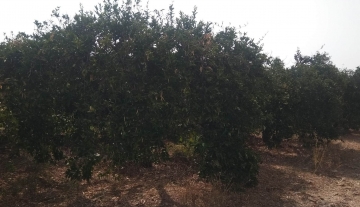 sale-plot-agia-triada-argolida4.jpg
