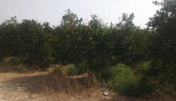 sale-plot-agia-triada-argolida6.jpg